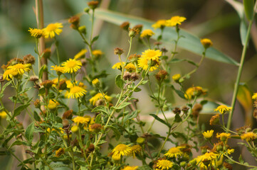 Closeup common fleabane flowers with selective focus on foreground