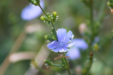 Closeup of blue common chicory flower with green blurred plants on background