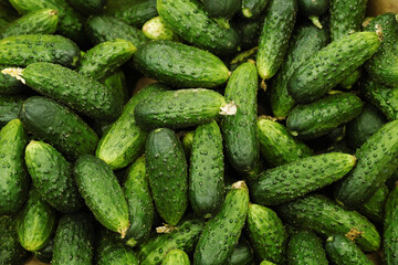Lots of green cucumbers on the counter in the market. Food photography template.