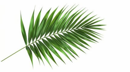Obraz premium Green palm leaves of tropical evergreen plant isolated on white