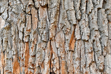 Tree bark background