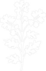 arugula outline