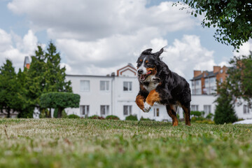 beautiful big Bernese Mountain dog running on the lawn, happy running dog