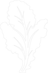 chard outline