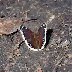 A Morning Cloak (Nymphalis antiopa) butterfly on the ground in bright sunlight.