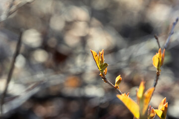 Delicate leaves growing in the warn spring sunlight with a bokeh background