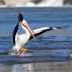 An American White Pelican (Pelecanus erythrorhynchos) swimming in the water with wings spread and the characteristic horn on its beak that is grown during the mating season.