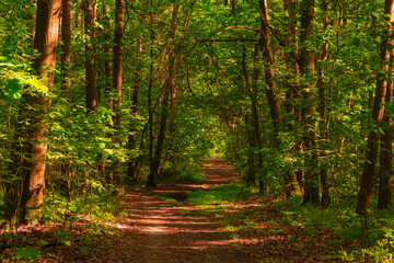 Obraz premium path in the forest