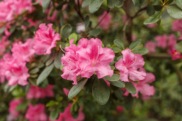 Beautiful blooming pink Azalea bushes