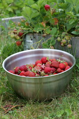 Fresh strawberries in metal bowl