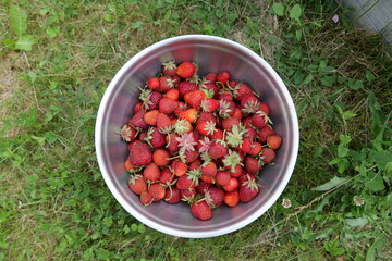 Bowl of fresh strawberries in garden in Denmark
