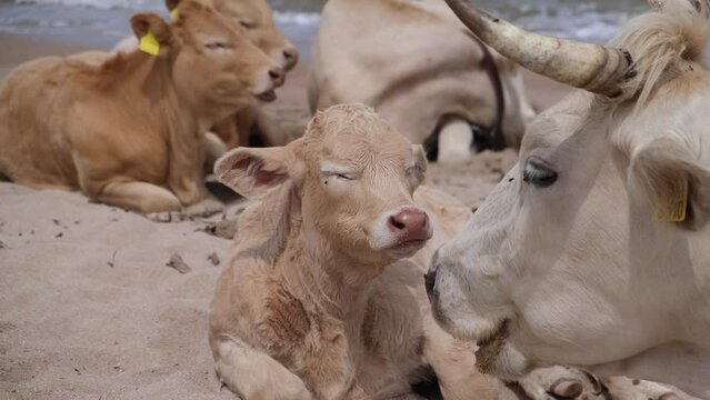 cows grazing on a beach