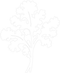 kale outline