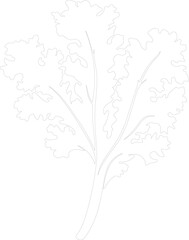 kale outline