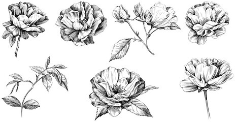 Obraz premium Rose isolated on white set. Hand drawn vintage wild flower illustration collection.
