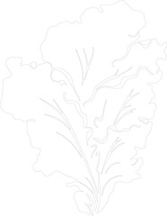 lettuce outline
