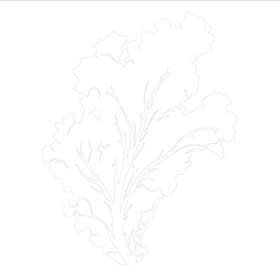 lettuce outline