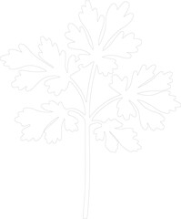 parsley outline