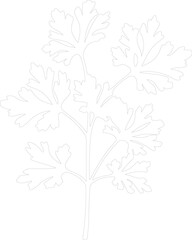 parsley outline