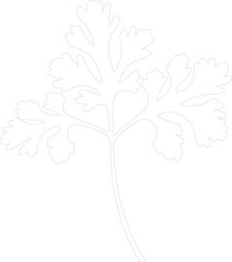 parsley outline
