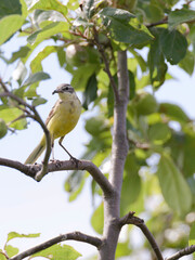 Yellow Wagtail  , Moticilla flava siting