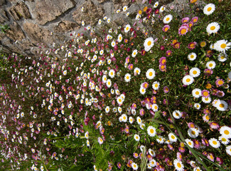 Parterre de jolies p&acirc;querettes au bord d'une route