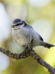 Blue tit ( Cyanistes caeruleus) perched on branch