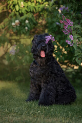 black Russian terrier in the spring in the park with a bouquet of lilac flowers