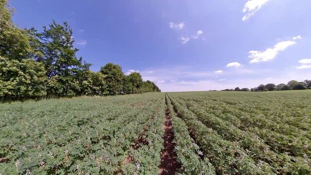 Field bean - walk over the field in summer - Legumes arable farming