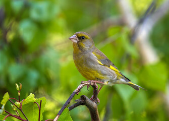portrait of a greenfinch bird sitting on a branch in a spring garden