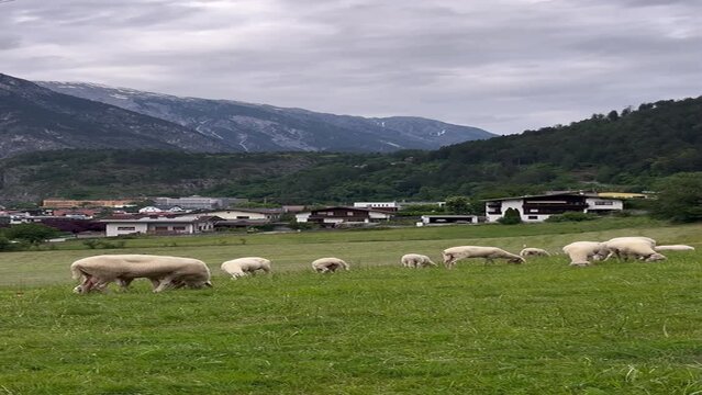 Eine Herde weidender Schafe auf gr&uuml;ner Wiese