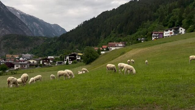 Eine Herde weidender Schafe auf gr&uuml;ner Wiese