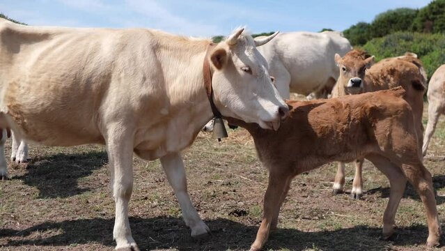 herd of cows grazing on a beach environment farming 