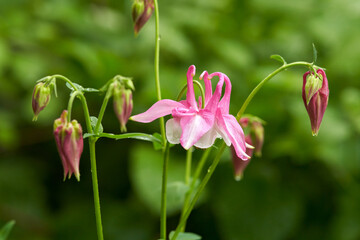 Delightful pink hybrid aquilegia flower in raindrops on a blurred green background. Macro.