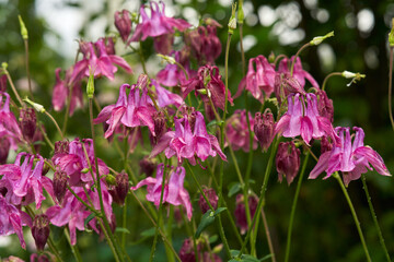 A spreading bush of hog aquilegia in the garden on a rainy summer day. Macro photography.