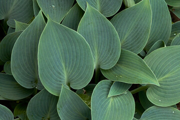 Decorative background of blue hosta leaves in raindrops. Macro photography. Copy space.