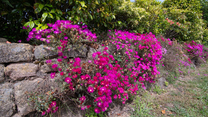 Magnifiques fleurs Ficoïdes en bordure de route en Bretagne