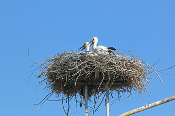 White storks in their nest	