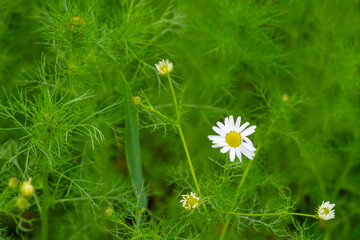 Daisies, Matricaria Chamomilla in meadow, beautiful summer landscape, blossoming camellias natural background with green field, environmental protection, panorama
