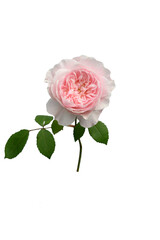 pink rose flower with green leaves and stem isolated on transparant background