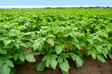 green potato tops, tuberous herbaceous plant, Solánum tuberósum, agricultural scene, field ripening, agricultural land, farm life