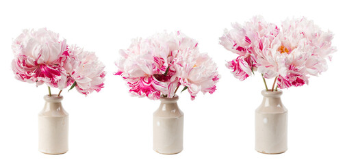 bouquets or bunches of lush striped pink peony flowers in a stoneware vase, three different arrangements, isolated over a transparent background, floral interior, garden, gifting or home decor element © Anja Kaiser
