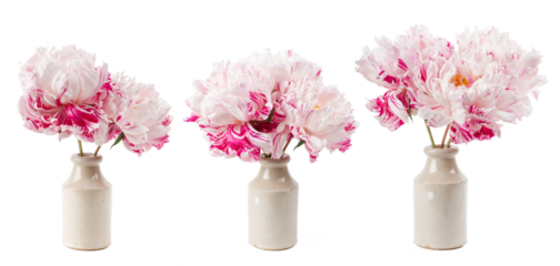 bouquets or bunches of lush striped pink peony flowers in a stoneware vase, three different arrangements, isolated over a transparent background, floral interior, garden, gifting or home decor element