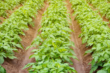 green potato tops, tuberous herbaceous plant, Solánum tuberósum, agricultural scene, field ripening, agricultural land, farm life