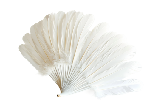 Feather Illustration Set Isolated Transparent Background