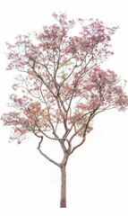 Obraz premium Lagerstroemia tree with sparse branches and leaves, clear veins, Photography, plant photography, nature photography, professional photo, pure white background,Super-Resolution, Megapixel, high detail