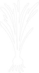 Fototapeta premium scallion outline