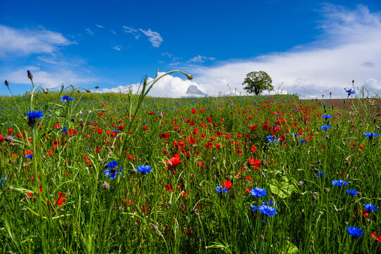 Champ de fleurs d'&eacute;t&eacute; rouges et bleues