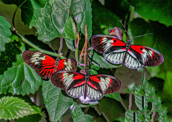 Heliconius comprises a colorful and widespread genus of brush-footed butterflies