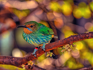Yellow kegged honeycreeper in tree perched